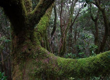Buenavistera Daire Buenavista Del Norte Dış mekan fotoğraf